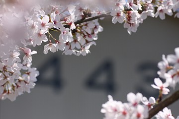 ４４３営農　春　桜